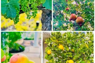 Single Family Residence, 34036 Galleron st, Temecula, CA 92592 - 74