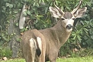 Single Family Residence, 405 Avenida Salvador, San Clemente, CA 92672 - 50