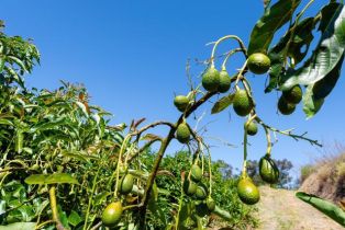 , 0 La Cruz dr, Temecula, CA 92590 - 4