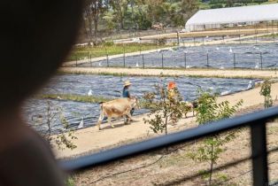 Condominium, 1004 Palmaria ct, Encinitas, CA 92024 - 33