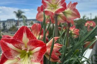 Condominium, 374 Orange ave, Coronado, CA 92118 - 3