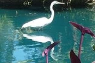 Condominium, 4900 Chapman ave, Orange, CA 92869 - 41