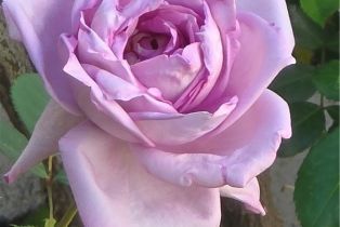 Single Family Residence, 5280 Via Brumosa, Yorba Linda, CA 92886 - 38