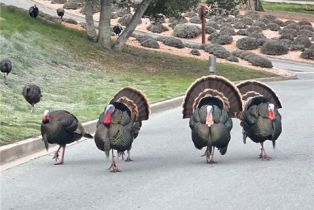 Single Family Residence, 10479 Fairway ln, Carmel Valley, CA 93923 - 44