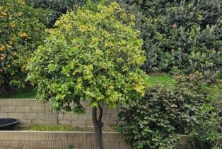 Single Family Residence, 1632 Canyon dr, Fullerton, CA 92833 - 17