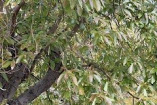 , 14097 Pauma Valley / Pauma Valley dr, Valley Center, CA 92082 - 15