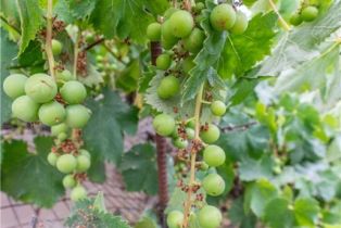 Single Family Residence, 1534 154th pl, Gardena, CA 90247 - 43