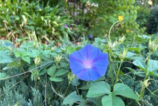 Single Family Residence, 28661 Acacia Glen st, Agoura Hills, CA 91301 - 35