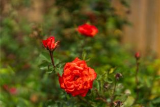 Single Family Residence, 4397 Skylark ct, Moorpark, CA 93021 - 34