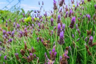 Single Family Residence, 8 Janss rd, Thousand Oaks, CA 91360 - 44