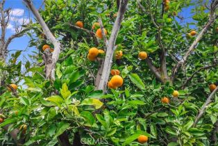 Single Family Residence, 8 Janss rd, Thousand Oaks, CA 91360 - 46