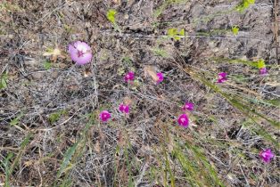 , 0 Lions Lair, Murrieta, CA 92562 - 10