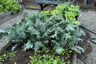 Single Family Residence, 42809 Guava st, Murrieta, CA 92562 - 74