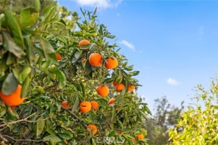 Single Family Residence, 41810 Calle Cerro, Temecula, CA 92592 - 41