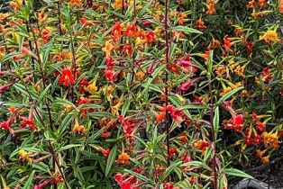 , 1742 Via Ladera, Fallbrook, CA 92028 - 10