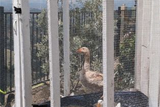 Single Family Residence, 3335 Red Mountain Heights dr, Fallbrook, CA 92028 - 8