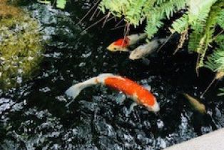 Single Family Residence, 182 Orange Grove blvd, Pasadena, CA 91105 - 27