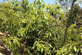 , 1678 Buena Vista st, Ventura, CA 93001 - 8