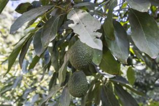 , 0 Laguna rd, Oxnard, CA 93033 - 15