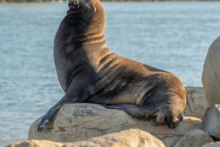 Single Family Residence, 3300 Ocean dr, Oxnard, CA 93035 - 33