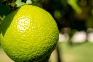 Single Family Residence, 11225 Village 11, Camarillo, CA 93012 - 24