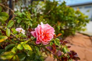 Single Family Residence, 40 Almond ave, Oak View, CA 93022 - 24