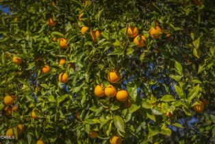 Single Family Residence, 456 Rice rd, Ojai, CA 93023 - 45