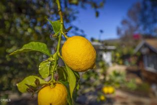 Single Family Residence, 456 Rice rd, Ojai, CA 93023 - 46