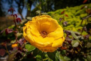 Single Family Residence, 10945 Alto ct, Oak View, CA 93022 - 37