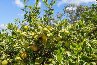 Single Family Residence, 3171 Los Angeles ave, Somis, CA 93066 - 36