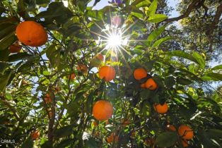 Single Family Residence, 12617 Koenigstein rd, Santa Paula, CA 93060 - 18