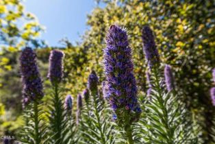 Single Family Residence, 12617 Koenigstein rd, Santa Paula, CA 93060 - 39