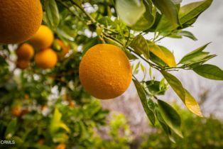 Single Family Residence, 1009 Grandview ave, Ojai, CA 93023 - 32