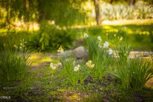 , 1320 McAndrew rd, Ojai, CA 93023 - 20