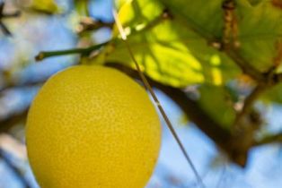 Single Family Residence, 1914 Woodside dr, Thousand Oaks, CA 91362 - 48