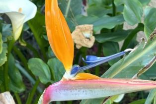 Single Family Residence, 1914 Woodside dr, Thousand Oaks, CA 91362 - 49