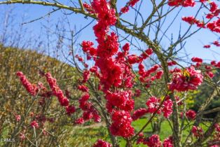 Single Family Residence, 4620 Casitas Pass rd, Ventura, CA 93001 - 65