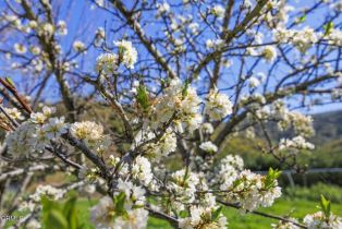 Single Family Residence, 4620 Casitas Pass rd, Ventura, CA 93001 - 9