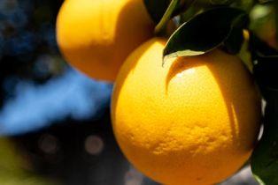 Single Family Residence, 1140 Gemini ave, Camarillo, CA 93010 - 22