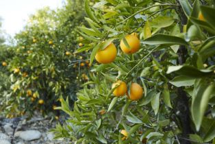 Single Family Residence, 3450 Thacher rd, Ojai, CA 93023 - 25