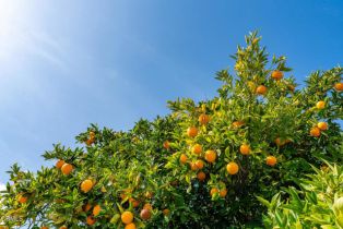 Residential Income, 3941 Walnut ave, Simi Valley, CA 93063 - 16