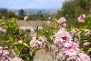 Single Family Residence, 11684 Ventura ave, Ojai, CA 93023 - 67