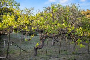 Single Family Residence, 1270 Dove Meadow rd, Solvang, CA 93463 - 31
