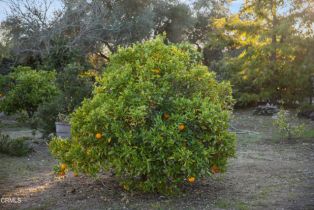 Single Family Residence, 1270 Dove Meadow rd, Solvang, CA 93463 - 35