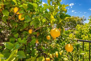 Single Family Residence, 2210 Via Loma, Camarillo, CA 93012 - 52