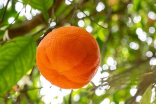 Single Family Residence, 161 Harborview ct, Ventura, CA 93003 - 45