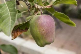 Single Family Residence, 3243 Curt dr, Camarillo, CA 93010 - 33