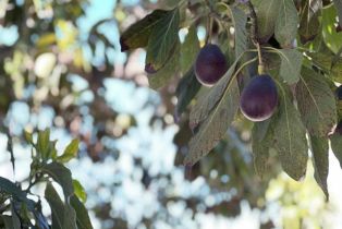 Single Family Residence, 6368 Hunter st, Ventura, CA 93003 - 25