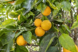 Single Family Residence, 150 Donna st, Oak View, CA 93022 - 41