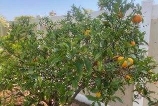 Single Family Residence, 6238 Fremont st, Ventura, CA 93003 - 8